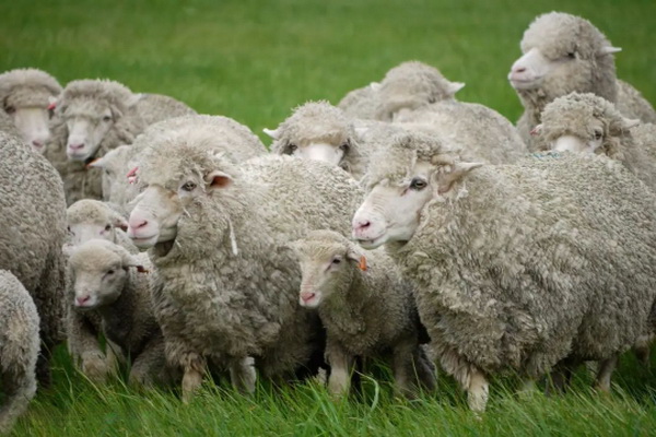 神奇的比耶拉，世界品牌集散地