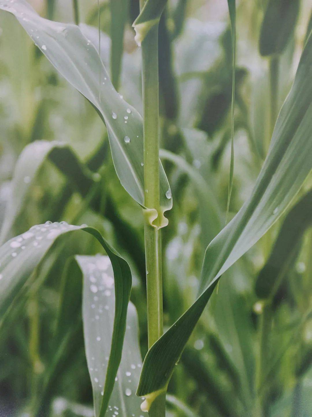以草代木、天然抗菌、可自然降解，新鄉化纖開創新的&ldquo;傳奇&rdquo;&mdash;&mdash;菌草纖維 