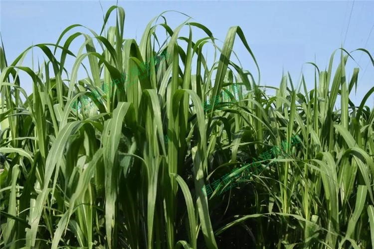 以草代木、天然抗菌、可自然降解，新鄉化纖開創新的&ldquo;傳奇&rdquo;&mdash;&mdash;菌草纖維 