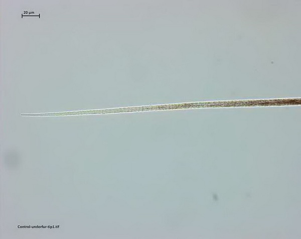 “伯麗奴(Perino™)"帚尾袋貂絨混紡紗亮相大灣區紡博會