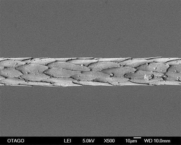 “伯麗奴(Perino™)"帚尾袋貂絨混紡紗亮相大灣區紡博會