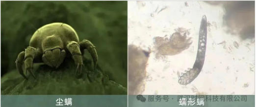 防螨！已成為健康的&ldquo;新剛需&rdquo;--武漢時間科技推出紡織品防螨整理劑喜化&reg;植螨零